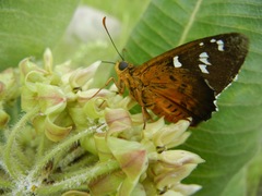 Apyrrothrix araxes