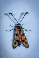 Zygaena elodia