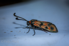 Zygaena elodia