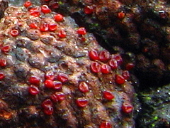 Dialonectria episphaeria