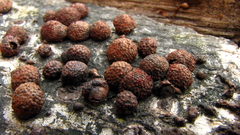 Dialonectria episphaeria