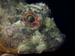Taurulus bubalis