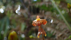 Cyrtochilum flexuosum