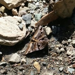 Euclidia ardita
