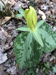 Trillium luteum
