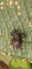 Apiomerus luctuosus