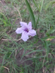 Ruellia simplex