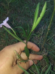 Ruellia simplex