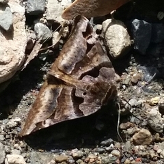 Euclidia ardita