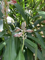 Alpinia calcarata