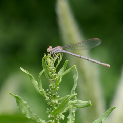 Argia pallens