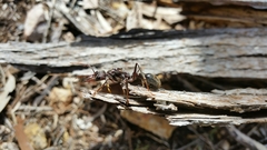 Myrmecia forficata
