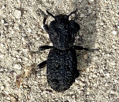 Phloeodes diabolicus