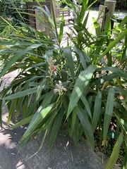 Alpinia calcarata