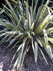 Phormium tenax 'aohanga'