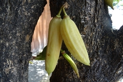 Parmentiera aculeata