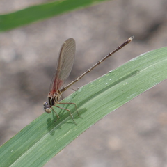 Hetaerina americana