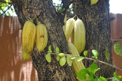 Parmentiera aculeata