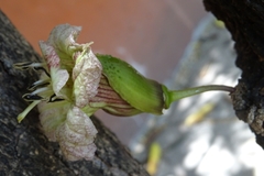 Parmentiera aculeata