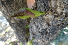 Parmentiera aculeata