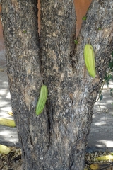 Parmentiera aculeata