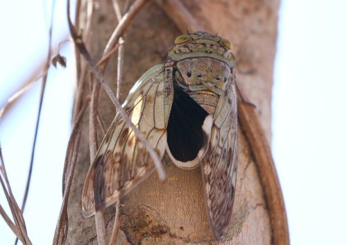Yanga heathi