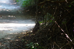 Dromococcyx phasianellus