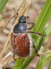 Paracotalpa