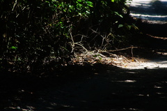 Dromococcyx phasianellus