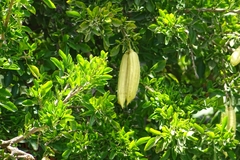 Parmentiera aculeata