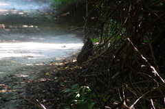 Dromococcyx phasianellus