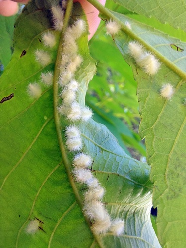 Caryomyia albipilosa image