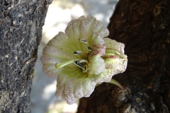 Parmentiera aculeata