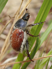 Paracotalpa