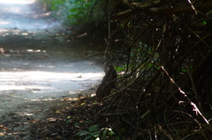 Dromococcyx phasianellus