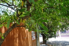 Parmentiera aculeata