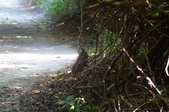 Dromococcyx phasianellus