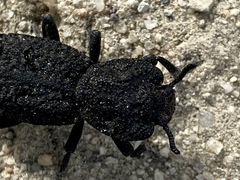 Phloeodes diabolicus