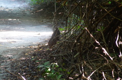 Dromococcyx phasianellus