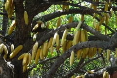 Parmentiera aculeata