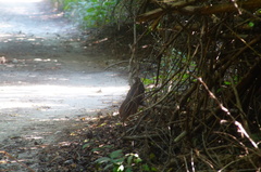 Dromococcyx phasianellus