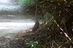 Dromococcyx phasianellus