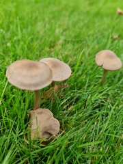 Agaricales