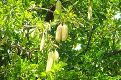 Parmentiera aculeata