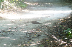 Dromococcyx phasianellus