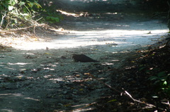 Dromococcyx phasianellus