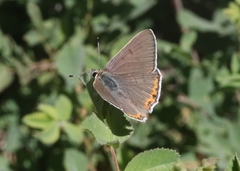 Tharsalea xanthoides