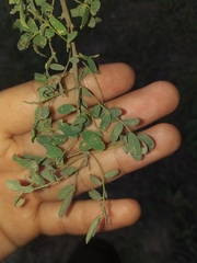 Geoffroea decorticans