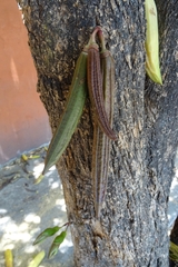 Parmentiera aculeata