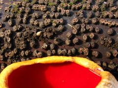 Rosellinia thelena